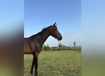 Selle Français, Mare, 4 years, 15,3 hh, Brown