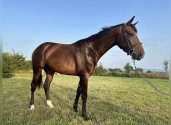 Selle Français, Mare, 4 years, 15,3 hh, Brown