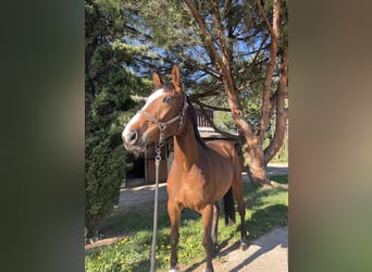 Selle Français, Mare, 4 years, 16.1 hh, Bay