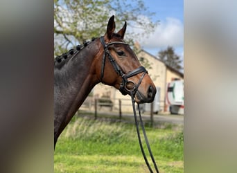 Selle Français, Mare, 4 years, 16.2 hh, Smoky-Black