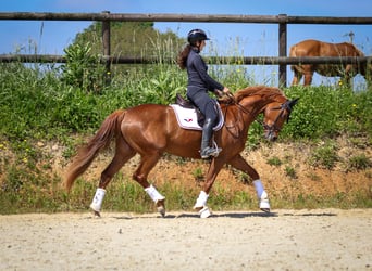 Selle Français, Mare, 4 years, 16 hh, Chestnut-Red