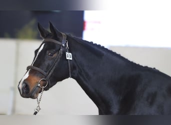 Selle Français, Mare, 4 years, 16 hh, Smoky-Black