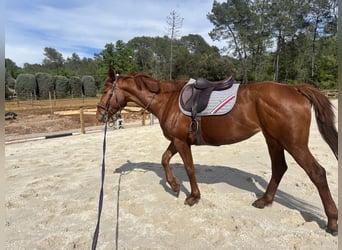 Selle Français, Mare, 4 years, 16,1 hh, Chestnut-Red