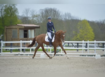 Selle Français, Mare, 4 years, 17 hh, Chestnut-Red