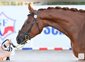 Selle Français, Mare, 4 years, 17 hh, Chestnut-Red