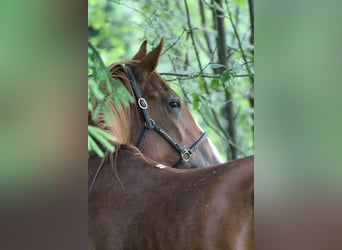 Selle Français, Mare, 4 years, 17 hh, Sabino