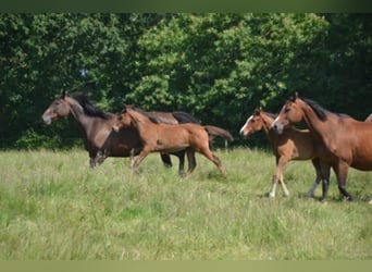 Selle Français, Mare, 4 years, Brown