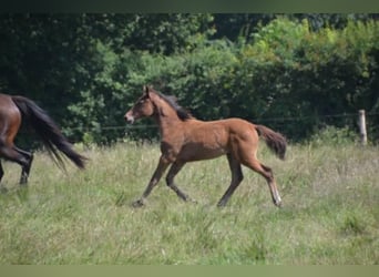 Selle Français, Mare, 4 years, Brown