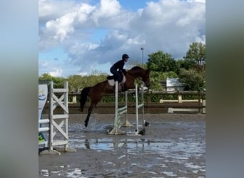 Selle Français, Mare, 5 years, 15.2 hh, Brown