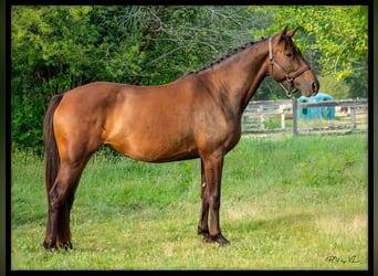 Selle Français, Mare, 5 years, 15,1 hh, Brown