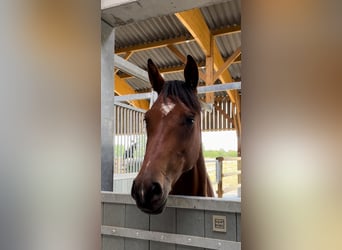 Selle Français, Mare, 5 years, 15,2 hh, Brown