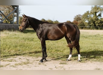 Selle Français, Mare, 5 years, 15,2 hh, Smoky-Black