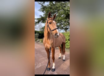 Selle Français, Mare, 5 years, 15,3 hh, Chestnut-Red