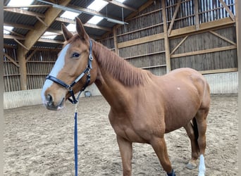 Selle Français, Mare, 5 years, 16.1 hh, Chestnut-Red