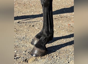 Selle Français, Mare, 5 years, 16.1 hh, Smoky-Black