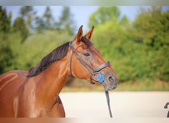Selle Français, Mare, 5 years, 16.2 hh, Brown