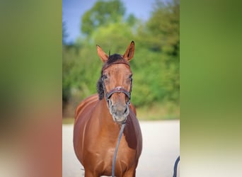 Selle Français, Mare, 5 years, 16.2 hh, Brown