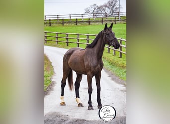 Selle Français, Mare, 5 years, 16.2 hh, Smoky-Black