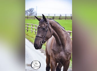 Selle Français, Mare, 5 years, 16.2 hh, Smoky-Black