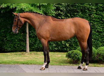 Selle Français, Mare, 5 years, 16 hh, Brown