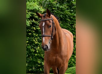 Selle Français, Mare, 5 years, 16 hh, Brown