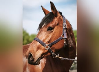 Selle Français, Mare, 5 years, 16 hh, Brown