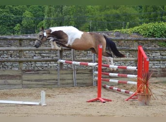 Selle Français, Mare, 5 years, 16 hh, Buckskin
