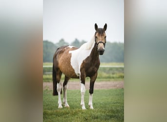 Selle Français, Mare, 5 years, 16 hh, Buckskin