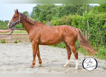 Selle Français, Mare, 5 years, 16 hh, Chestnut-Red