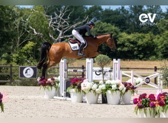 Selle Français, Mare, 5 years, 16,1 hh, Brown