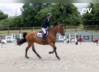Selle Français, Mare, 5 years, 16,1 hh, Brown