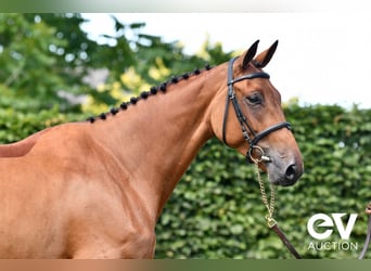 Selle Français, Mare, 5 years, 16,1 hh, Brown