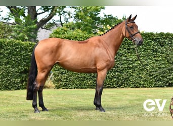 Selle Français, Mare, 5 years, 16,1 hh, Brown