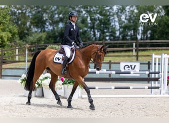Selle Français, Mare, 5 years, 16,1 hh, Brown