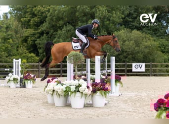 Selle Français, Mare, 5 years, 16,1 hh, Brown