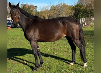 Selle Français, Mare, 5 years, 16,1 hh, Smoky-Black