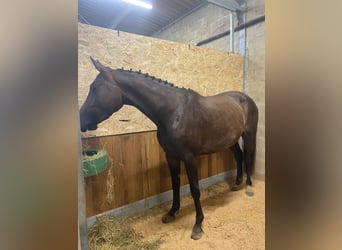 Selle Français, Mare, 5 years, 16,1 hh, Smoky-Black