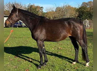 Selle Français, Mare, 5 years, 16,1 hh, Smoky-Black