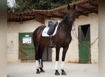 Selle Français, Mare, 5 years, 16,2 hh, Bay-Dark