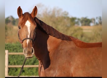Selle Français, Mare, 5 years, 16,2 hh, Chestnut-Red