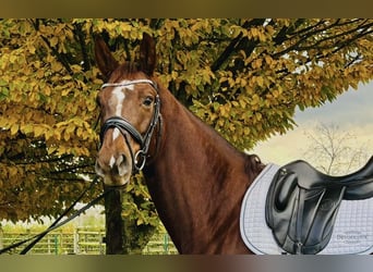 Selle Français, Mare, 5 years, 17 hh, Chestnut