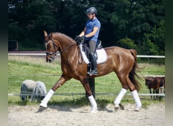 Selle Francais, Stute, 5 Jahre, 17 hh, Rotfuchs