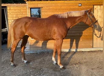 Selle Français, Mare, 6 years, 15.3 hh, Chestnut-Red