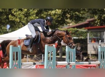 Selle Français, Mare, 6 years, 15,1 hh, Chestnut