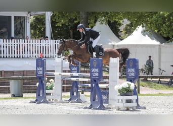 Selle Français, Mare, 6 years, 15,1 hh, Chestnut