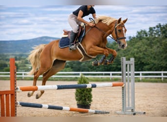 Selle Français, Mare, 6 years, 15,3 hh, Chestnut-Red