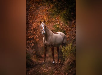 Selle Français, Mare, 6 years, 15,3 hh