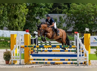 Selle Français, Mare, 6 years, 16.1 hh, Bay