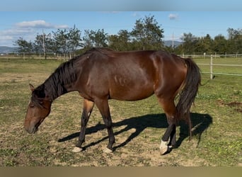 Selle Français, Mare, 6 years, 16.2 hh, Brown