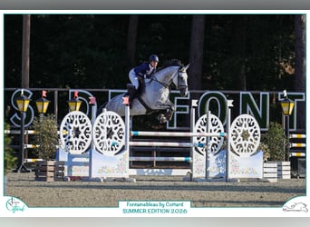 Selle Français, Mare, 6 years, 16.2 hh, Grey